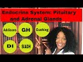 Endocrine system adrenal and pituitary glands