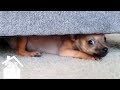 Even MORE Angry Chihuahuas | Try Not To Laugh | Best Pets EVER!