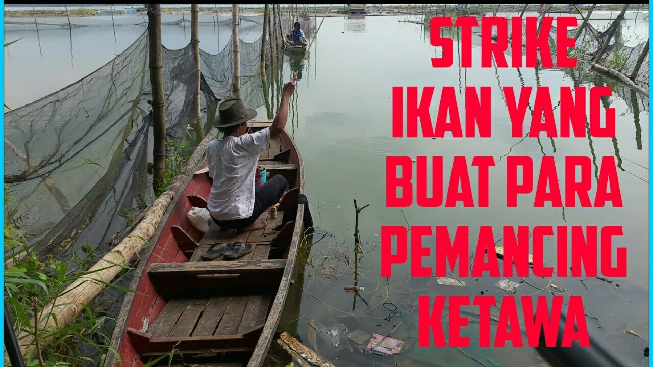 Strike ikan red devil bikin semua pemancing ketawa