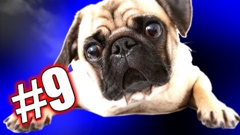 PUPPY FOLLOWER! - Fallout Tale Ep. 9