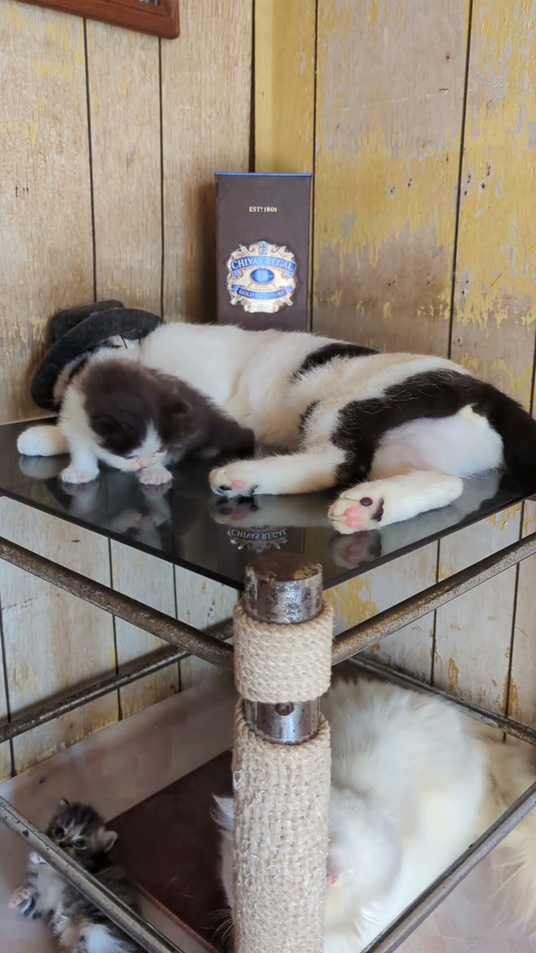 Sleeping Bandit Cat Kicks Snuggly Kitten || ViralHog