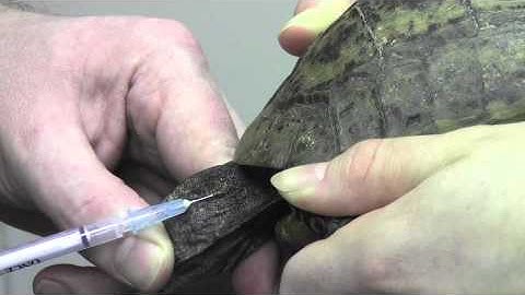 Blood sample of a tortoise from the jugular vein
