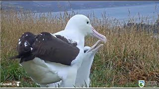 Royal Albatross ~ LGK Returns Home To Feed Lunch To TF!!  🐥 4.12.24