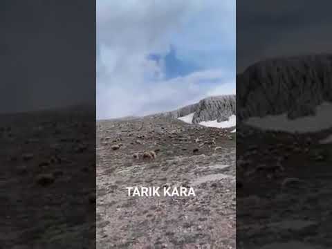 Oğlu tarafından dövülen Babanın türküsü  ( Agıt  ) Türkülerin çobanı Tarık kara