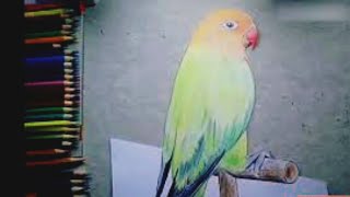 menggambar burung lovebird 3d - gambar lovebird 3d - lovebird kusumo