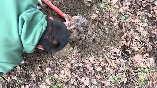 A quick demonstration of finding a Mole tunnel and baiting it