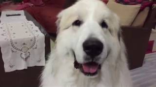 アランがショーから戻りました！ Great Pyrenees グレートピレニーズ