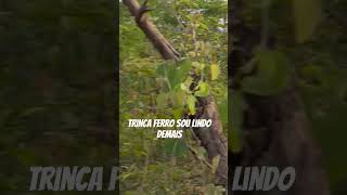 #segue #meu canal #gente