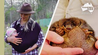 The Irwins check up on a precious echidna | Irwin family adventures