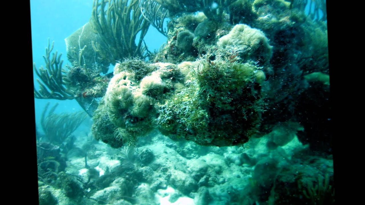 The Andersons Scuba dive in Antigua.wmv YouTube