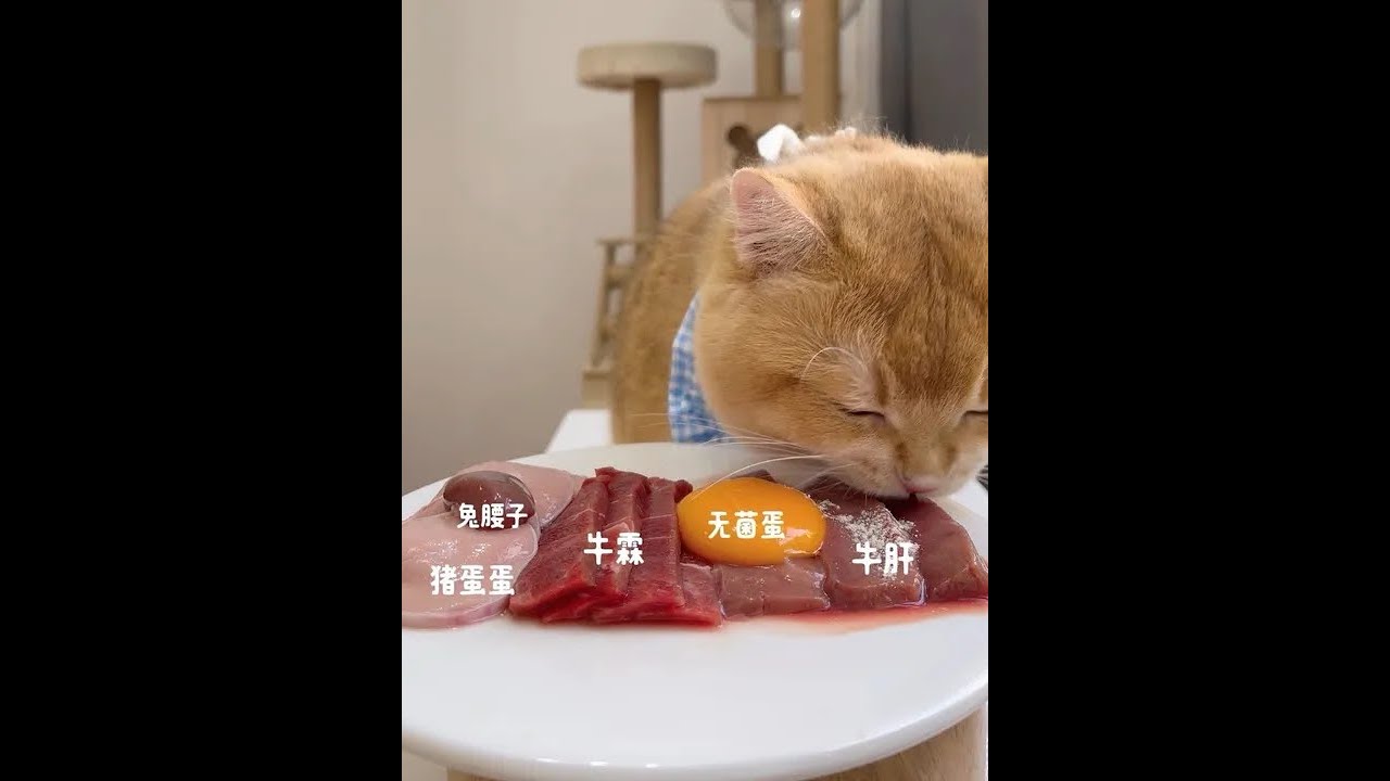 Electronic choy sum is here! Cute cat mellow pet cat all things lovely plan cat eating broadcast pet