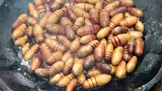 Download Survival Skills: Finding Worms In Wild & Grilled On Clay For Food - Cooking Video MP3 Survival Skills: Finding Worms In Wild & Grilled On Clay For Food - Cooking