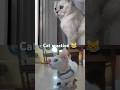 #cat #cats #catlover #funnycats #subscribe #shorts #catreaction #collab 😻😹🙀🥰❤️ #sonya