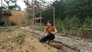 The girl grows cassava from cassava stems  Going to catch mussels and cook a meal | Ly Mai Mai