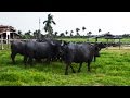 Criação de Búfalos em Penalva no Maranhão