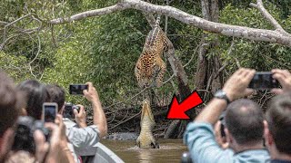 Gila Meluncur Dari Atas Pohon Menyerang Buaya 12 Momen Seru Hewan Terekam Kamera