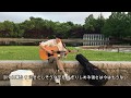 「言の葉の庭 ED」Rain 秦基博 弾き語り Cover