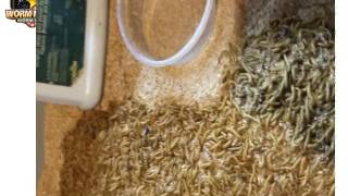 Giant Mealworms: The Trick Professional Worm Farms Use To Make Huge Mealworms