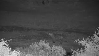 Djuma: Leopard-Molwati male drinks at shallow end of dam-then saws - 02:24 - 12/02/2023 by WildEarth Djuma Cam 490 views 4 months ago 8 minutes, 16 seconds