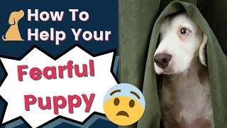 Dog Anxiety  How To Help A Fearful Puppy
