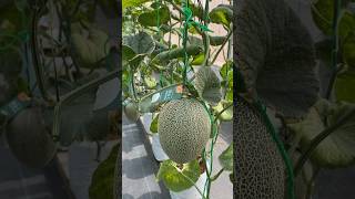 Melon Hami Dan Kaori , Super Crunchy Dan Manis