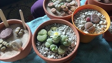 Watering lithops part 2 of 4