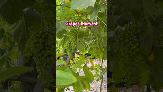 Grapes 🍇 Harvest 2024 #viral #shorts #grape #gardening ​⁠ 20 April 2024