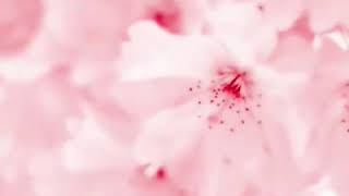 Download Lagu Sakura Flower / Cherry Blossom (Paiyun in Nepali ) very popular Flowers MP3