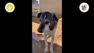 Pincho, Patenhund In Unserer Albergue - Ist Ein Freundlicher Hund In Der Hundegruppe