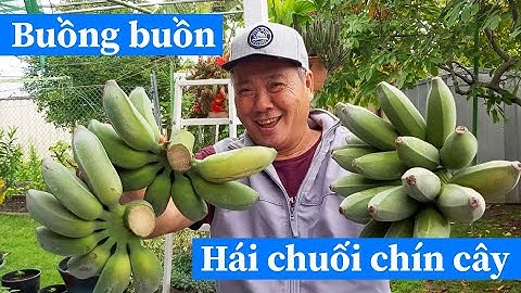 Cuộc Sống Úc: Làm vườn đốn chuối và buồng chuối chín cây - bí quyết xử lý bắp chuối