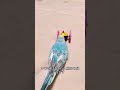インコちゃんをお迎えしてはいけない人の性質　Characteristics of people who should not keep parakeets