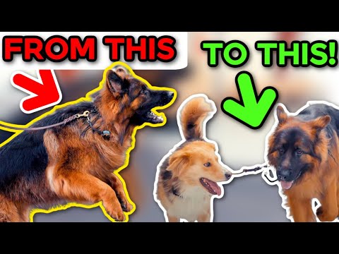 Video: Pengenalan kepada Puppy McNab