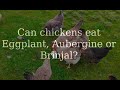 Can chickens eat Eggplant, Aubergine or Brinjal