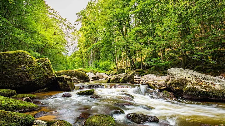 Relaxing Music with Birds Singing - Beautiful Piano Music & Guitar Music by Soothing Relaxation