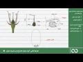 جدع مشترك علمي | الحصة 6: تشكيل الأمشاج الأنثوية لدى كاسيات البذور