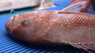 Ikijime Brain Spike Fish Dispatch