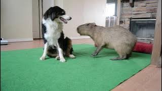 Dog and Capybara 2