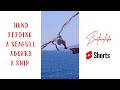 Hand-feeding a seagull! #shorts #seagull #travelling