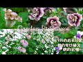 【ガーデニング】９月後半の花壇や寄せ植えの様子🌼秋に購入した植物の紹介【花パトロール】