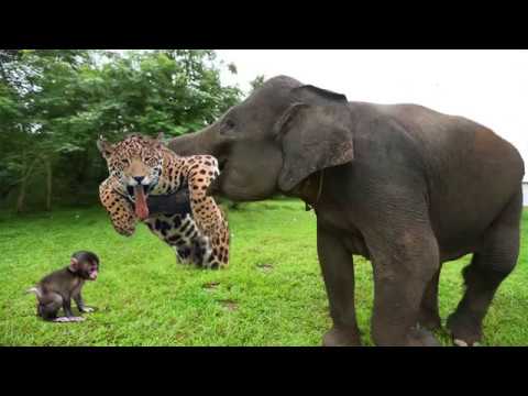 भगवान का हाथी! हाथी झुंड बचाव बेबी बंदर तेंदुआ शिकार से