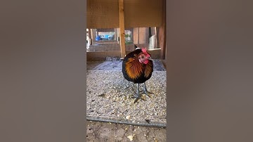 red jungle fowl, qaib dib qaib qus, #5 October 13, 2024