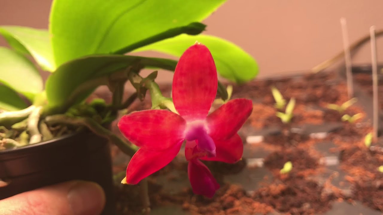 Rote Phalaenopsis: Diese Blütenfarbe wirkt fast unwirklich
