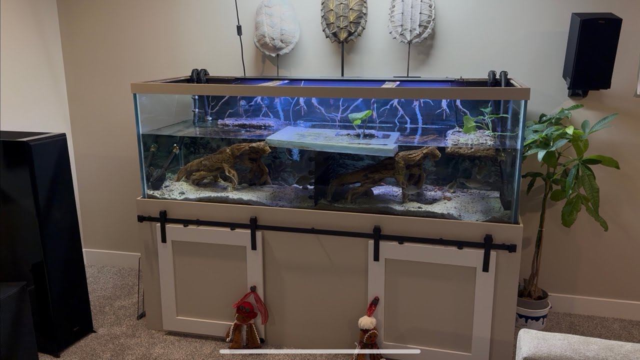 Winter turtle update. Do the turtles slow down in colder water? Do they eat less?