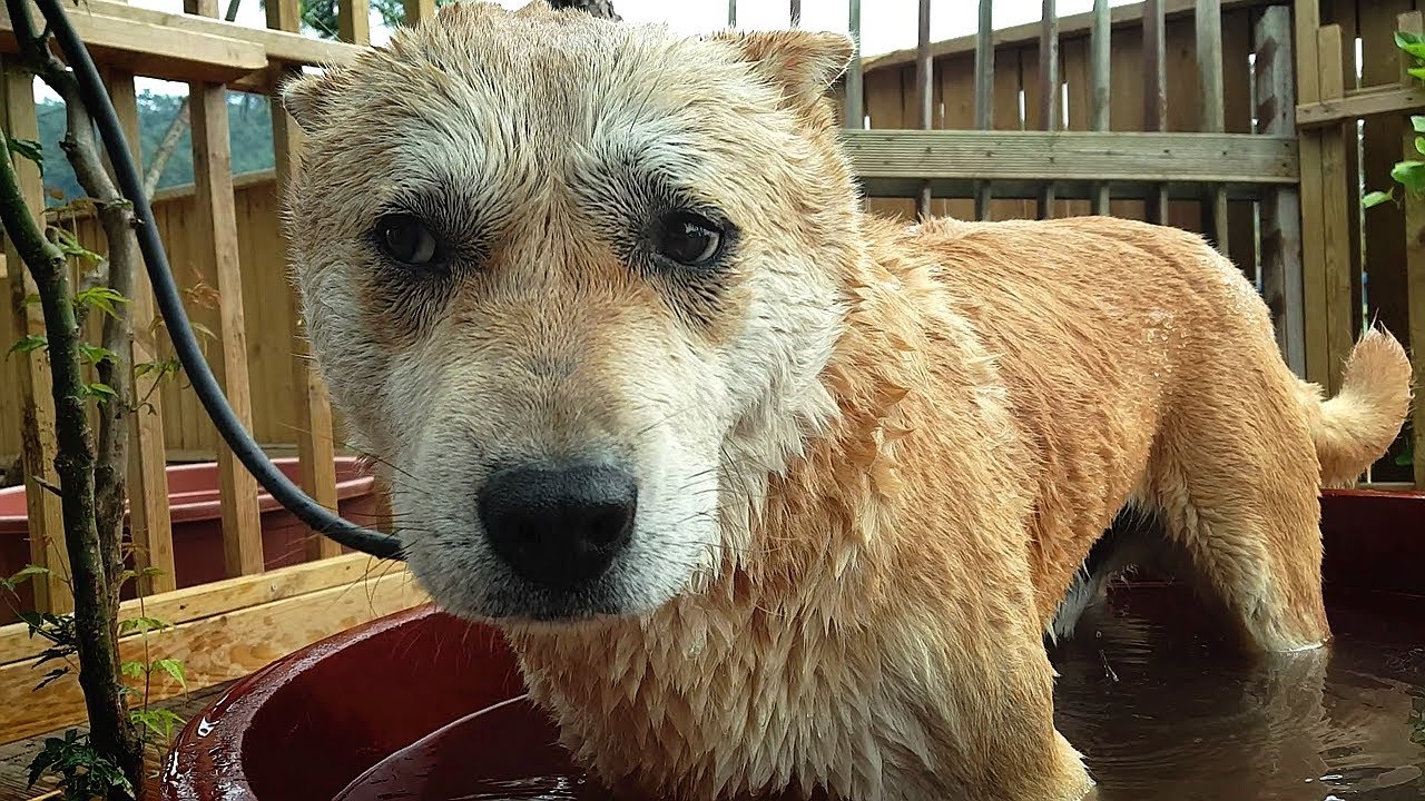 A dog that goes into a bucket and takes a shower puppy paradise
