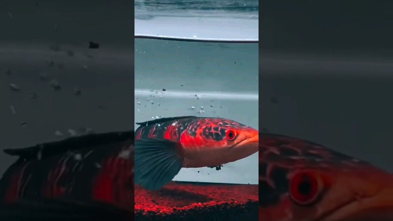 channa maru red barito jumbo 