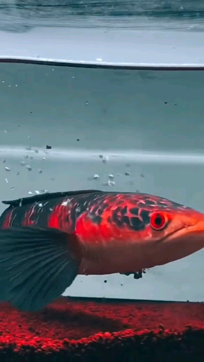 channa maru red barito jumbo #channa #channamaru #channalimbata #channaauranti #mancing #memancing