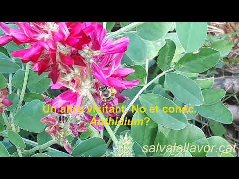 Vídeo: Gràcies Flors De Tibukhina