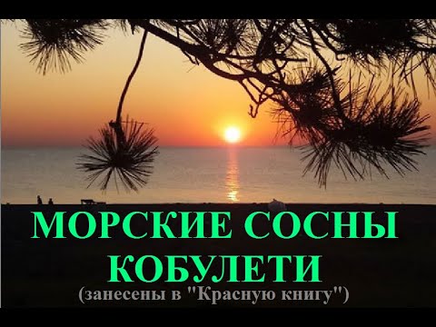 МОРСКИЕ СОСНЫ КОБУЛЕТИ Пичвнари ფიჭვნარი ქობულეთი Аджария Грузия 2020 -2019 г.г