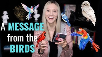 Feeling Lost? The Birds Have Something to Say