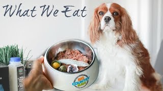 WHAT HERKY AND MILTON EAT | Biologically Appropriate Raw Feeding for Dogs